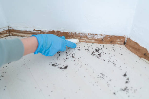 Best Residential Pest Control  in Palm Harbor, FL